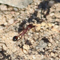 Novomessor albisetosus