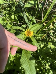 Bidens amplissima