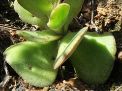 Crassula tomentosa