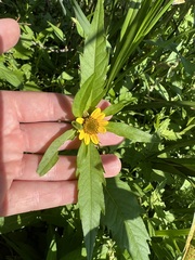 Bidens amplissima