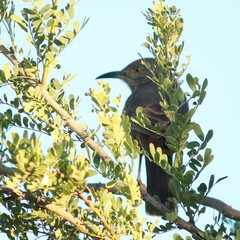 Toxostoma bendirei