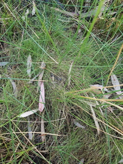 Eleocharis pusilla