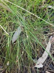 Eleocharis pusilla