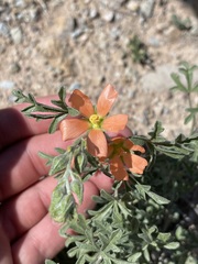 Sphaeralcea coccinea