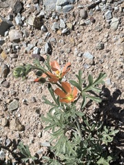 Sphaeralcea coccinea
