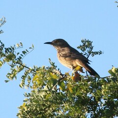 Toxostoma bendirei