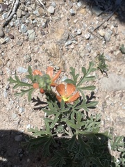 Sphaeralcea coccinea