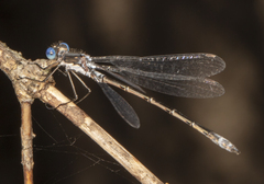 Lestes congener