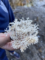 Calliarthron tuberculosum