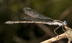 Lestes congener