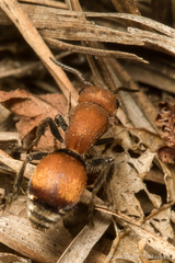 Pseudomethoca simillima