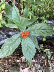Sarcandra glabra