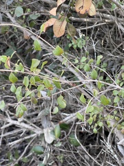 Lonicera subspicata