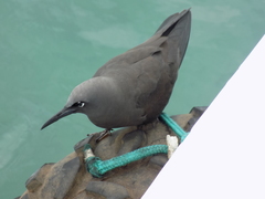 Anous stolidus galapagensis