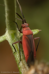 Lopidea instabilis