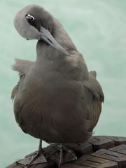 Anous stolidus galapagensis