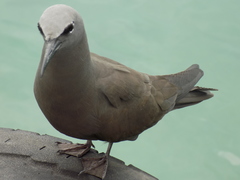 Anous stolidus galapagensis