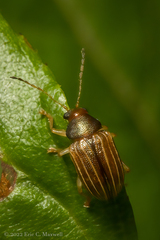Colaspis brunnea