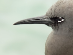 Anous stolidus galapagensis