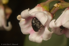 Odontocorynus salebrosus
