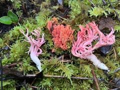Ramaria cyaneigranosa