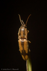 Conoderus vespertinus