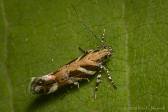 Aristotelia roseosuffusella