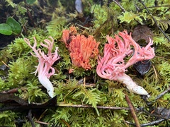 Ramaria cyaneigranosa