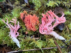 Ramaria cyaneigranosa