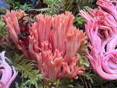 Ramaria cyaneigranosa