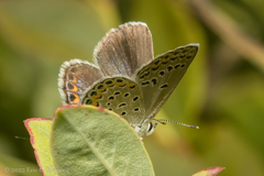 Plebejus samuelis