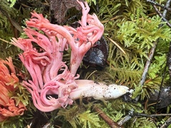 Ramaria cyaneigranosa