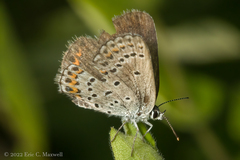Plebejus samuelis