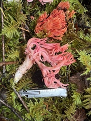 Ramaria cyaneigranosa
