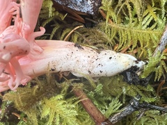 Ramaria cyaneigranosa
