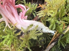 Ramaria cyaneigranosa