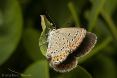 Plebejus samuelis