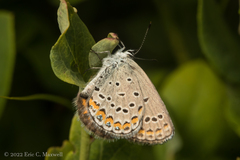 Plebejus samuelis