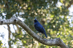 Ptilonorhynchus violaceus