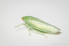 Gyponana