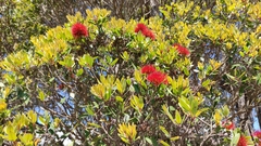 Metrosideros umbellata