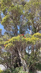 Metrosideros umbellata