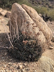 Dudleya saxosa