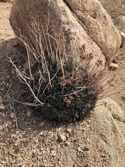 Dudleya saxosa