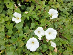 Calystegia tuguriorum