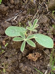 Lupinus succulentus