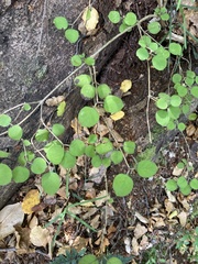 Coprosma rotundifolia