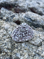 Acmaea