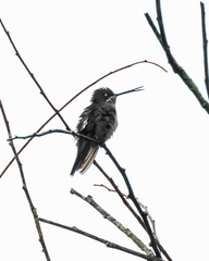 Heliomaster squamosus