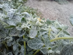 Atriplex buchananii